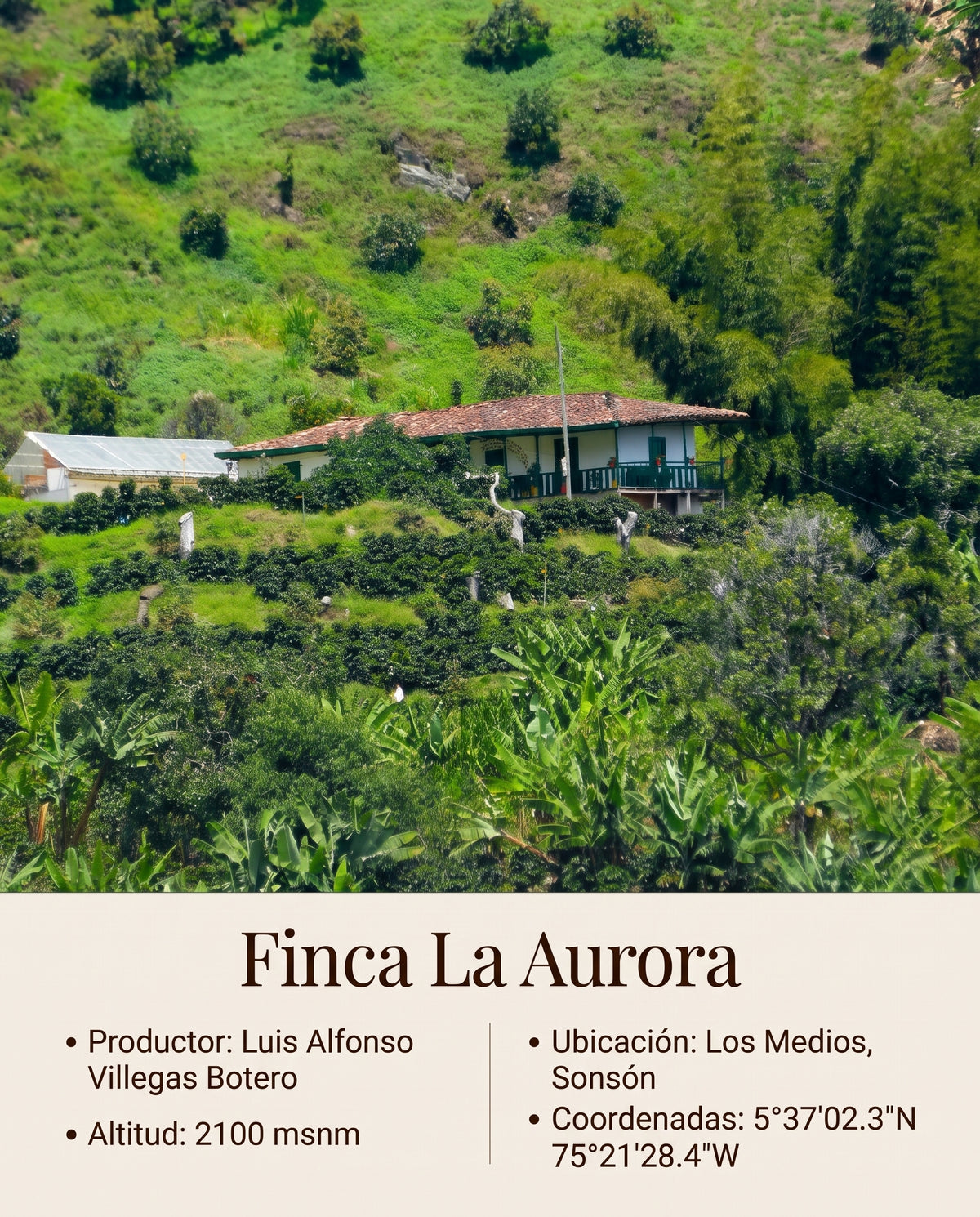 Café tostado La Aurora - Single Farm Coffee
