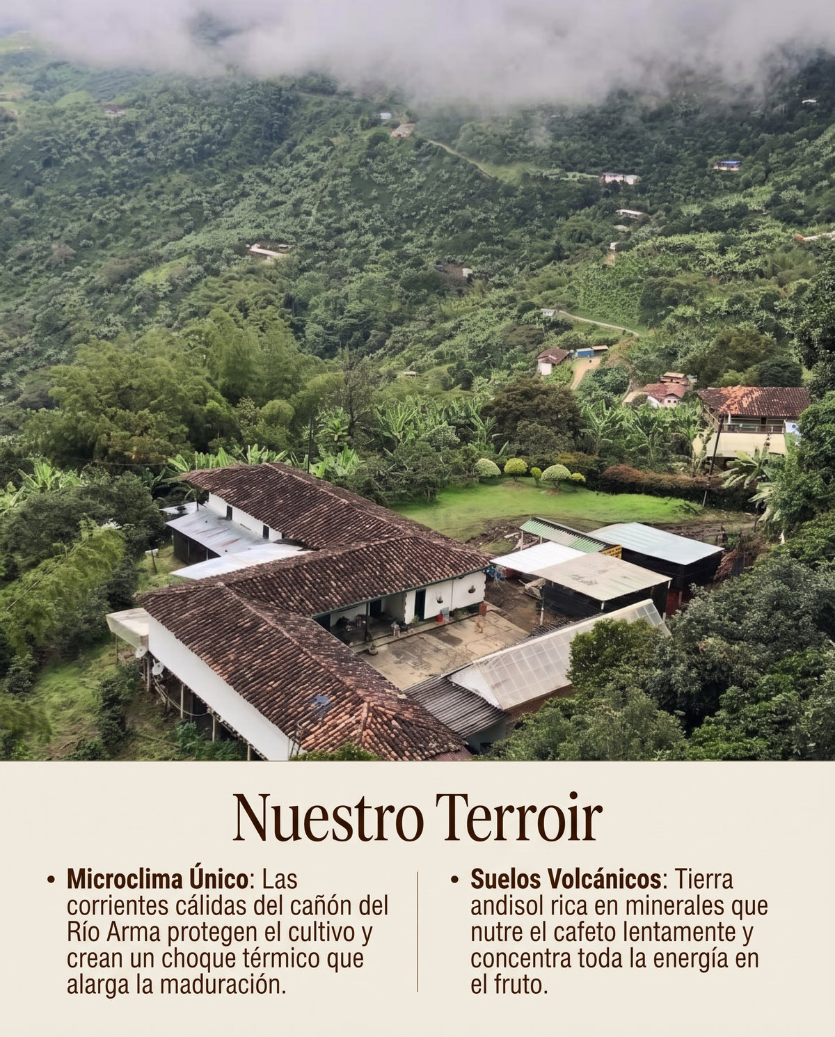 Café tostado La Aurora - Single Farm Coffee